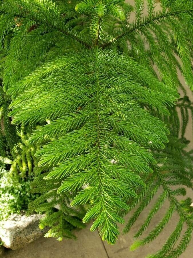 Araucaria luxurians