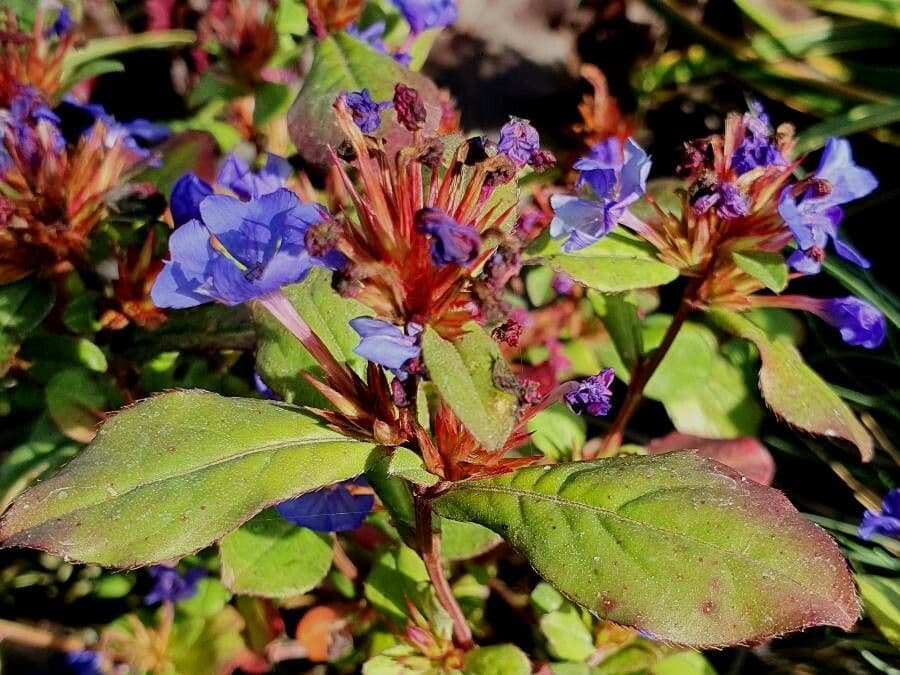 Ceratostigma plumbaginoides