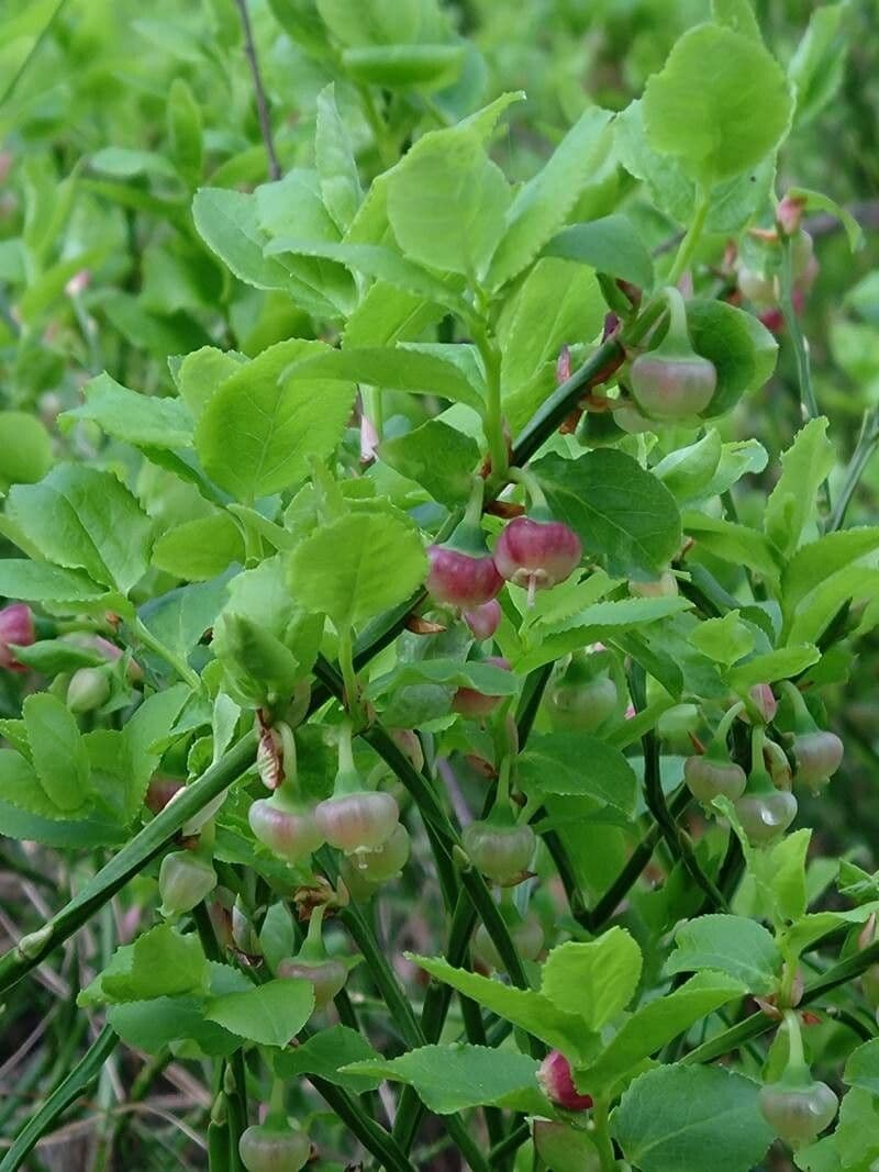 Vaccinium myrtillus