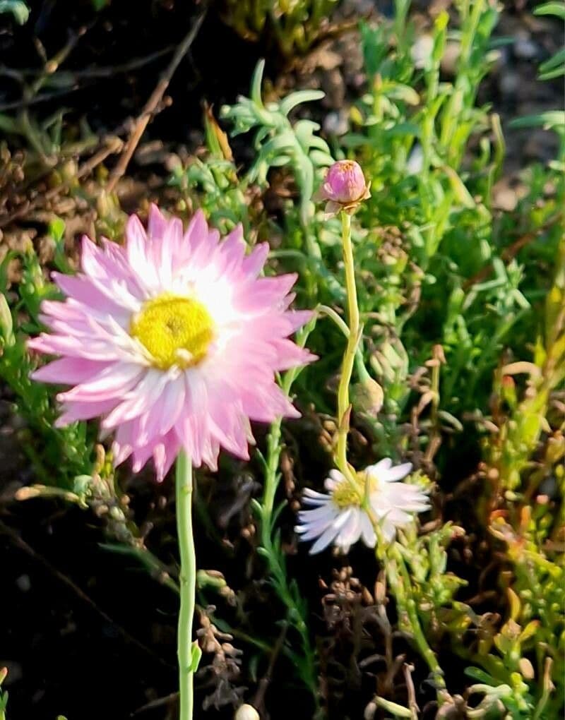 How To Grow Rhodanthe chlorocephala | EarthOne