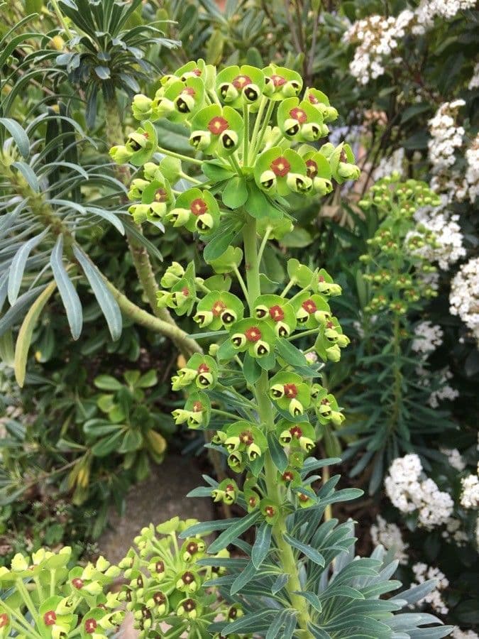 Euphorbia characias