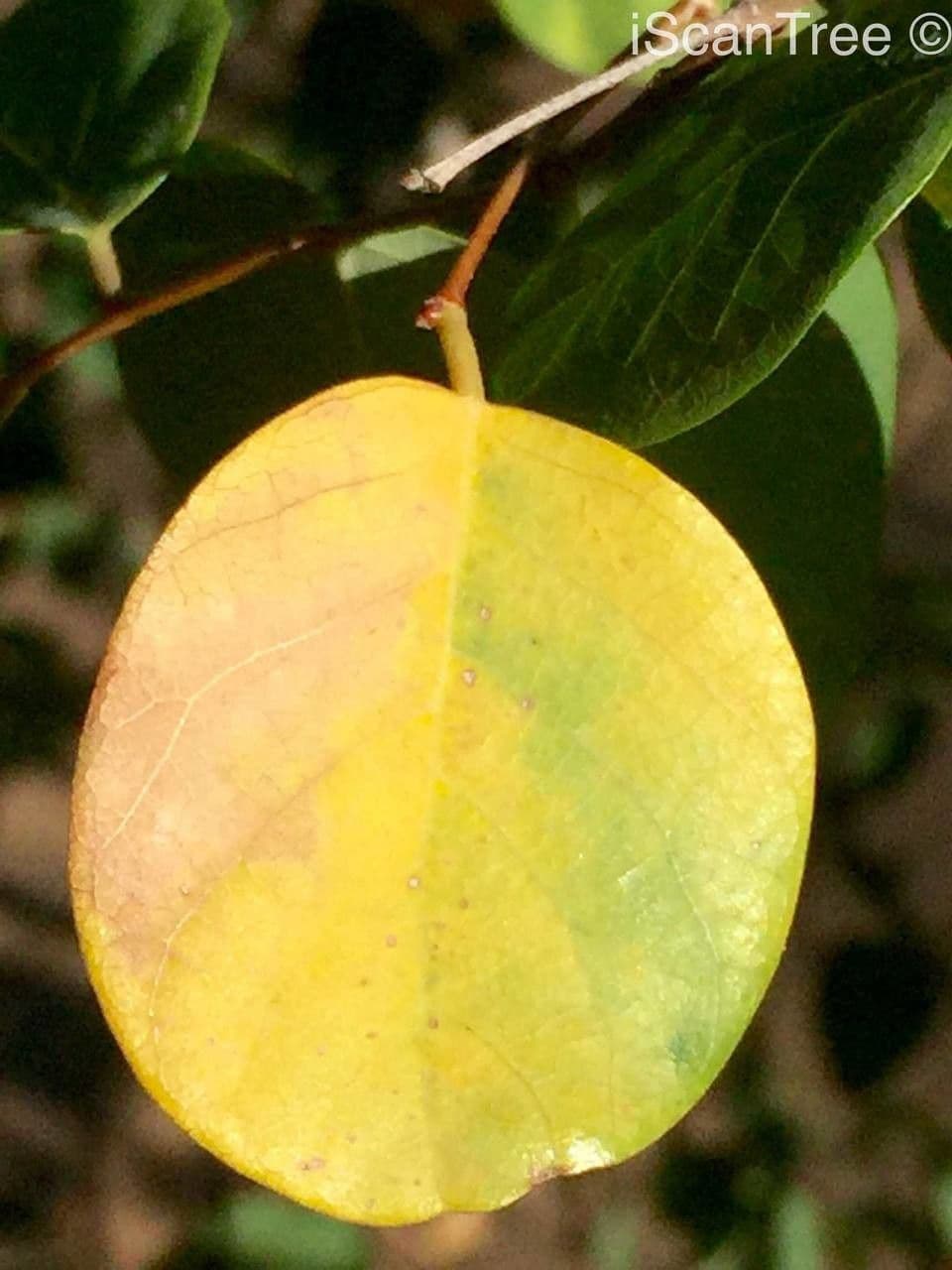 Pseudolachnostylis maprouneifolia