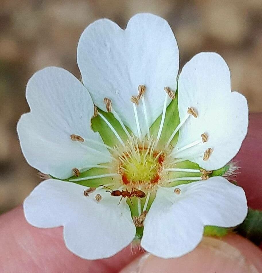 Potentilla montana