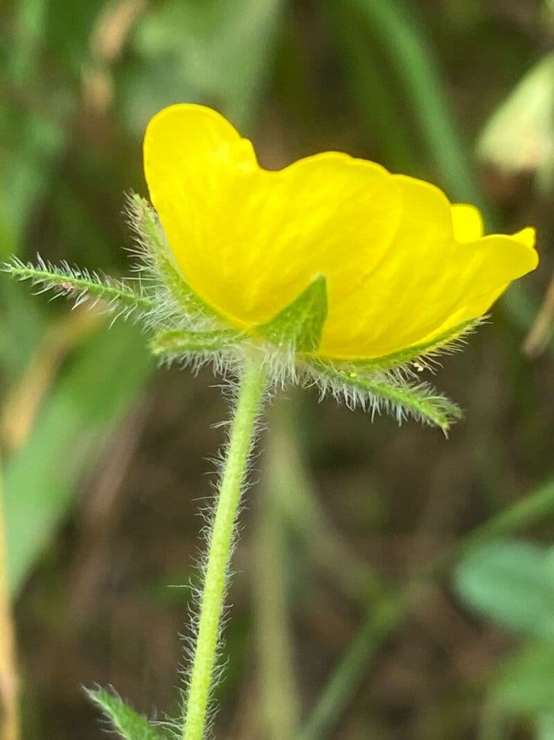 Potentilla pedata