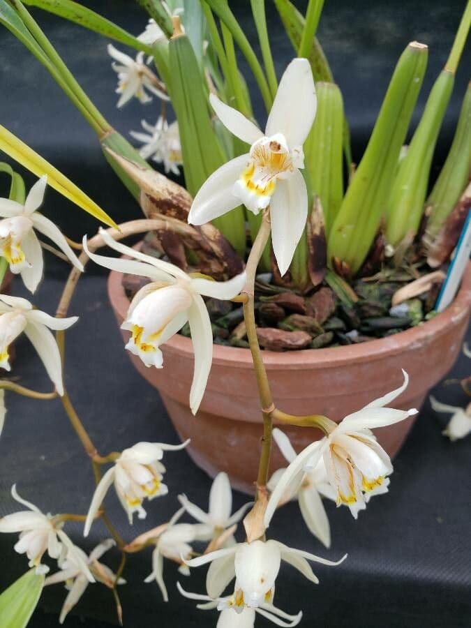 Coelogyne flaccida