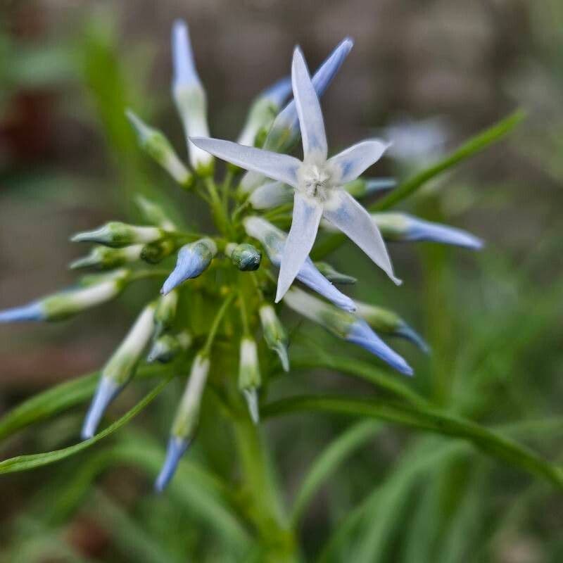 Amsonia ciliata