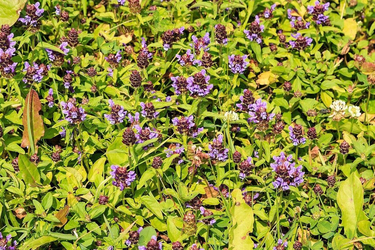 Prunella vulgaris