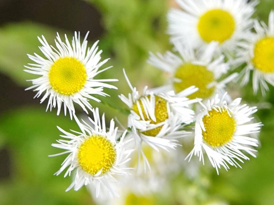 Erigeron strigosus