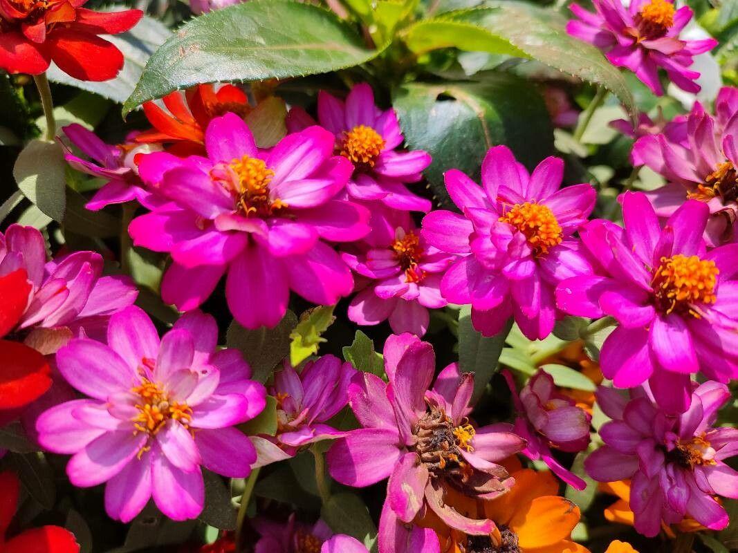 Zinnia angustifolia