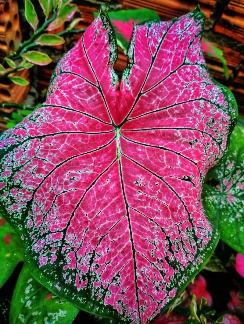 Caladium bicolor