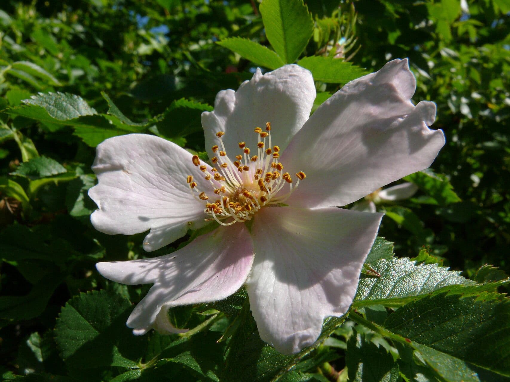 Rosa micrantha