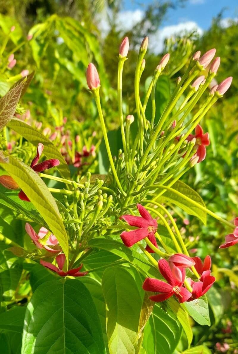 Combretum indicum