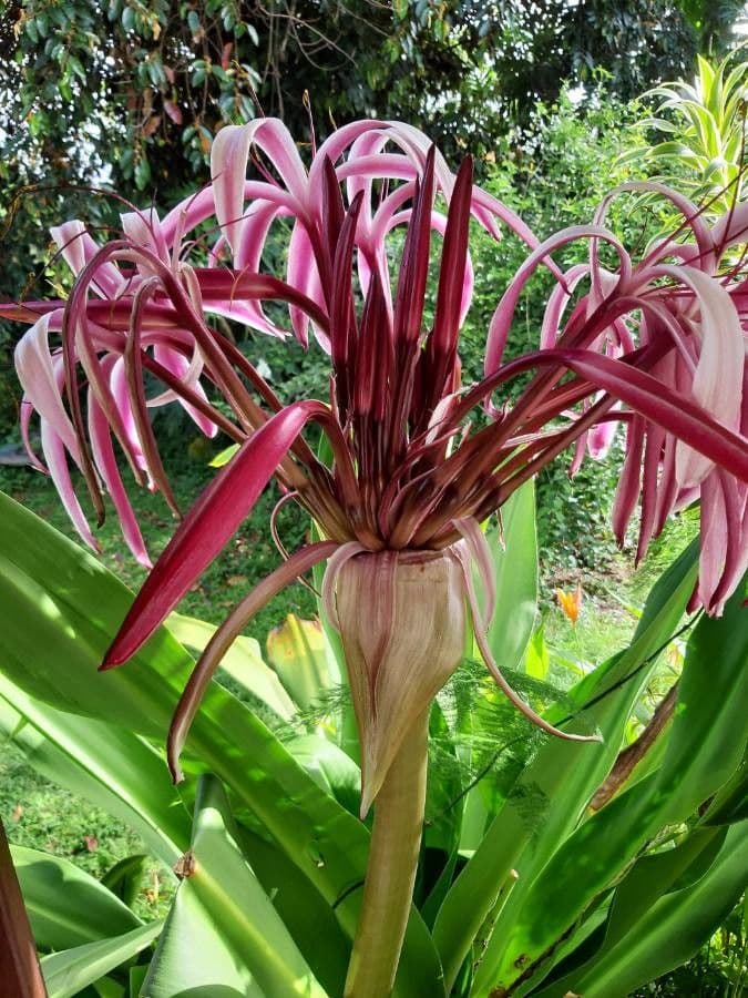 Crinum americanum