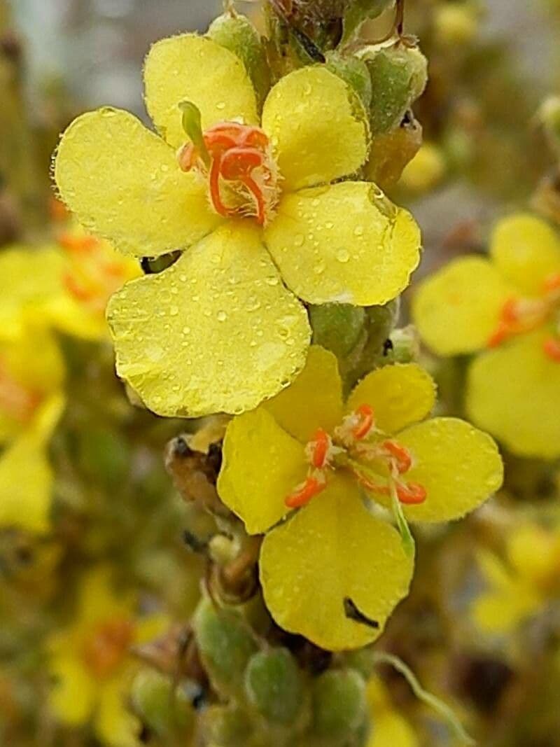 Verbascum speciosum