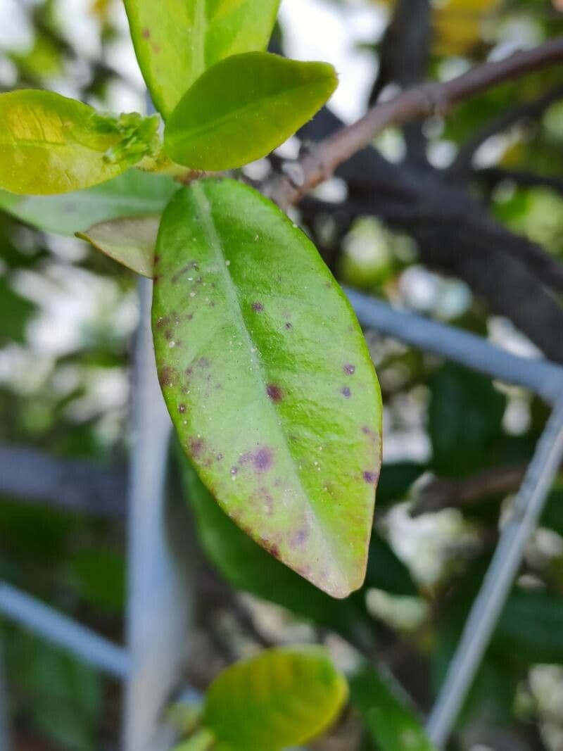 Eugenia mespiloides