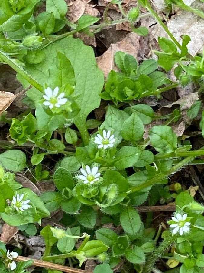 Spergula pentandra