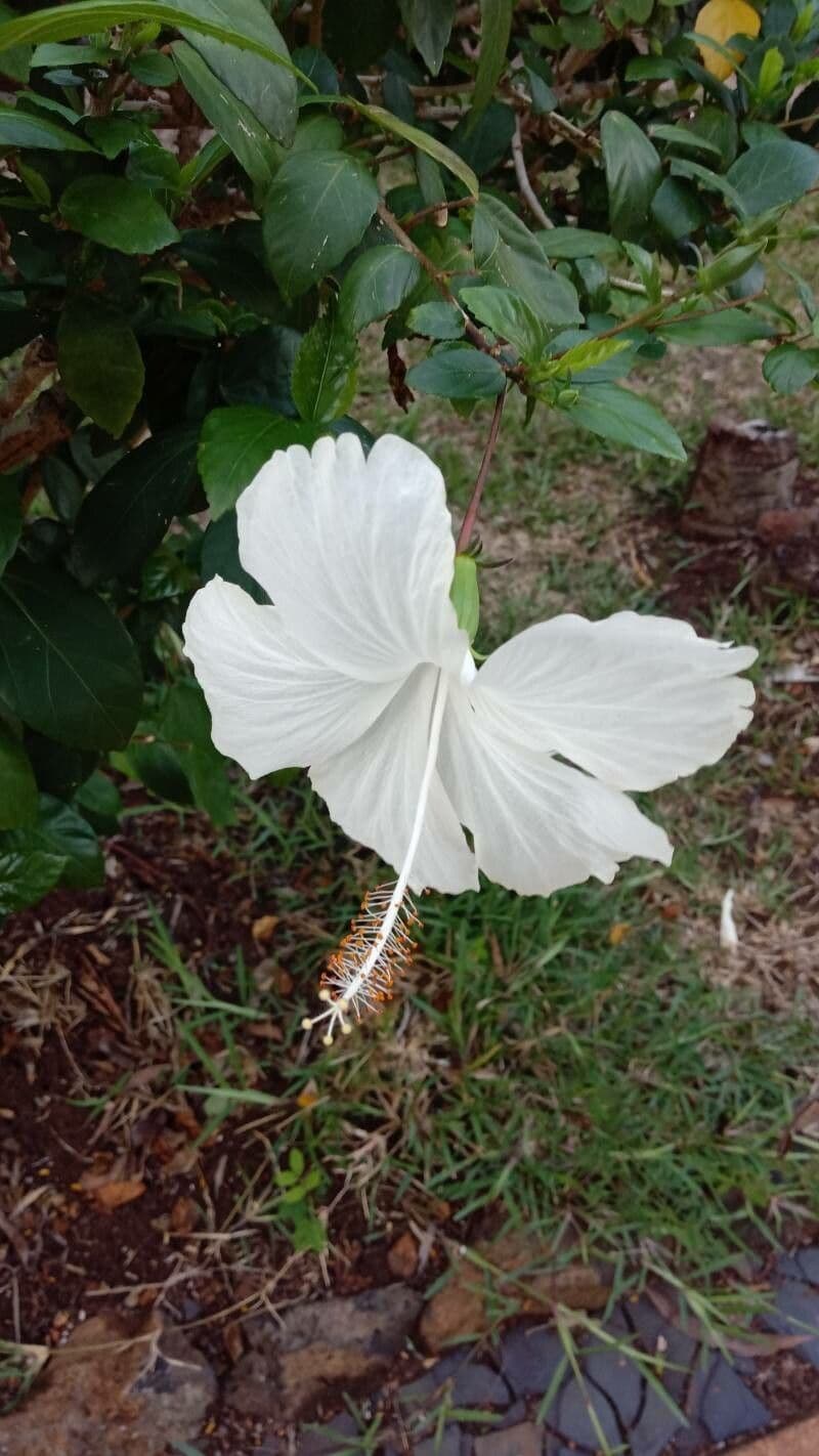 Hibiscus arnottianus