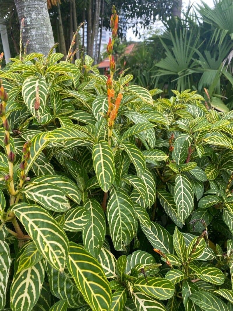 Aphelandra squarrosa