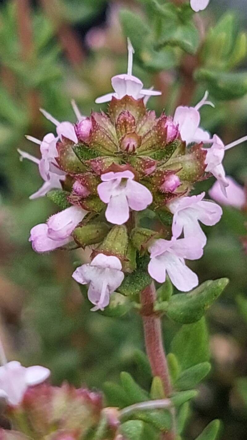 Thymus vulgaris