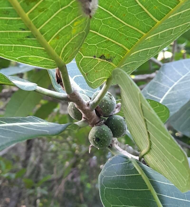 Ficus aurea