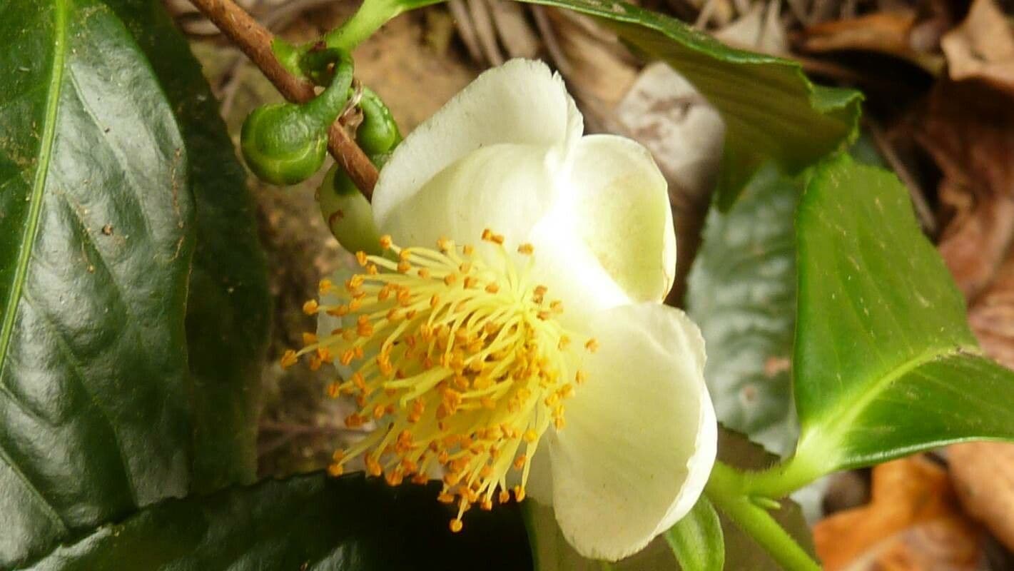 Camellia sinensis