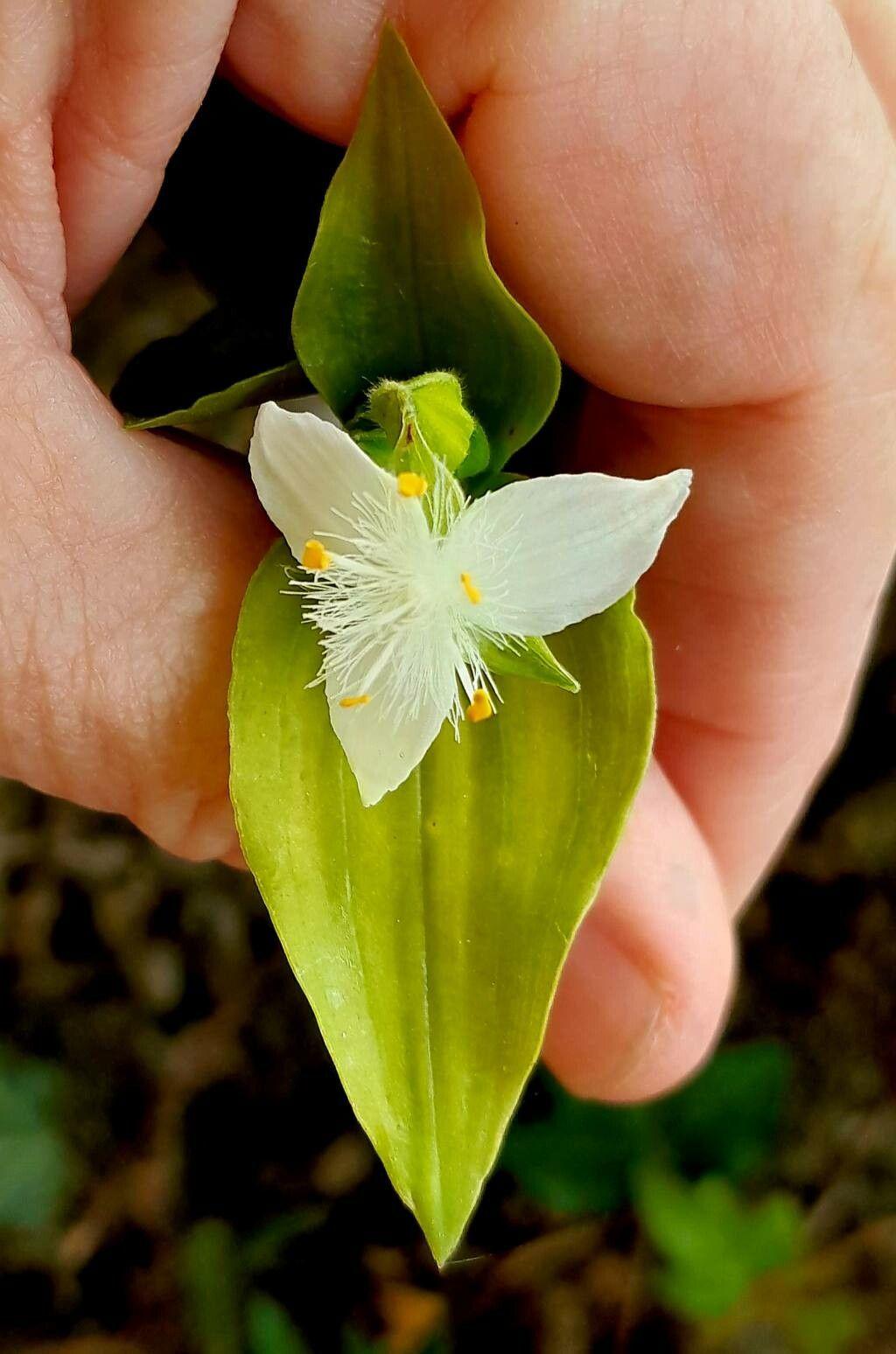 Tradescantia fluminensis