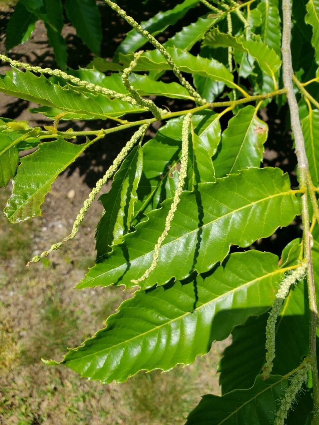 Castanea dentata