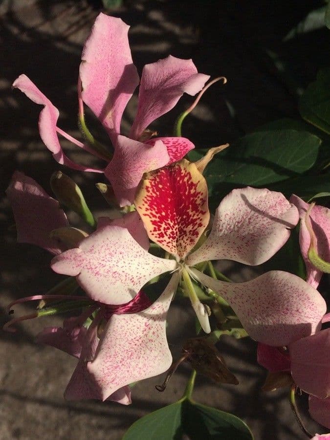 Bauhinia monandra