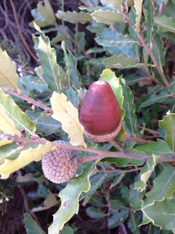 Quercus lusitanica