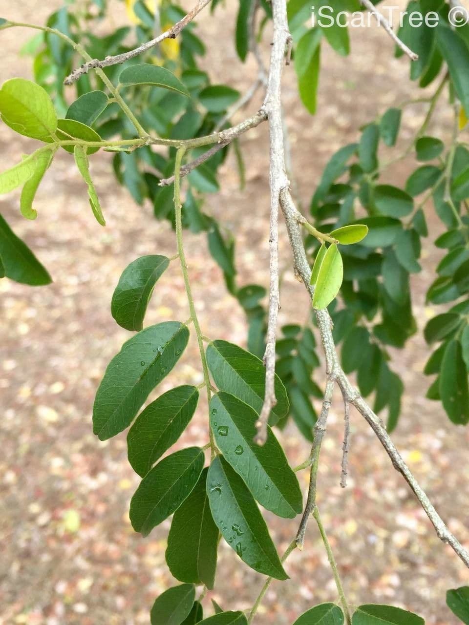 Xanthocercis zambesiaca