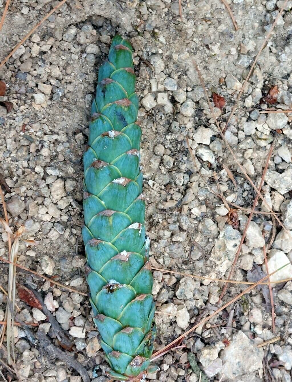 Pinus strobus