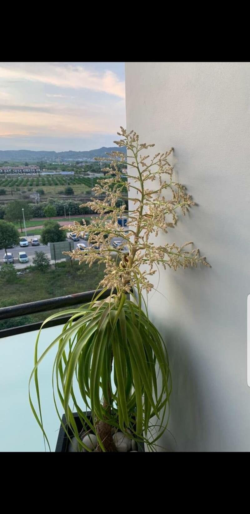 Beaucarnea guatemalensis
