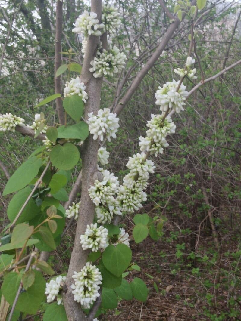 Cercidiphyllum japonicum