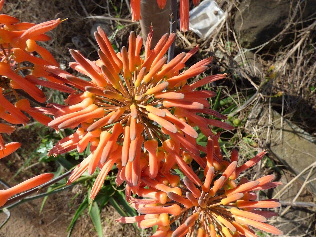 Aloe purpurea