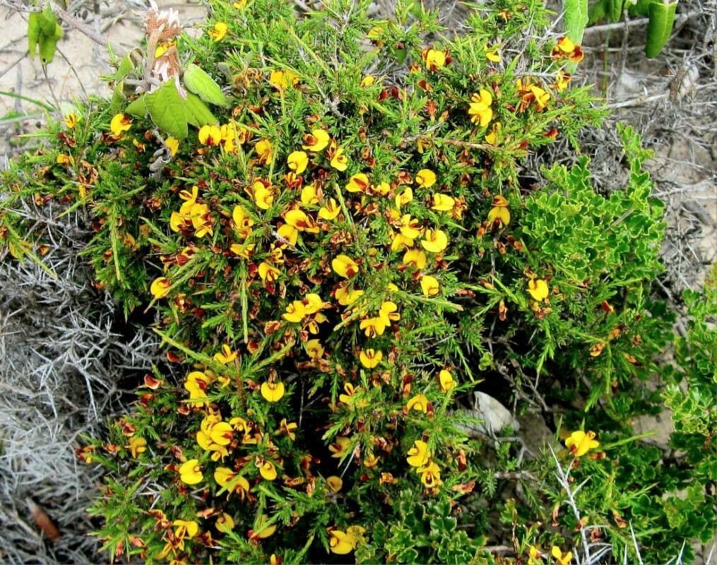 Ononis minutissima