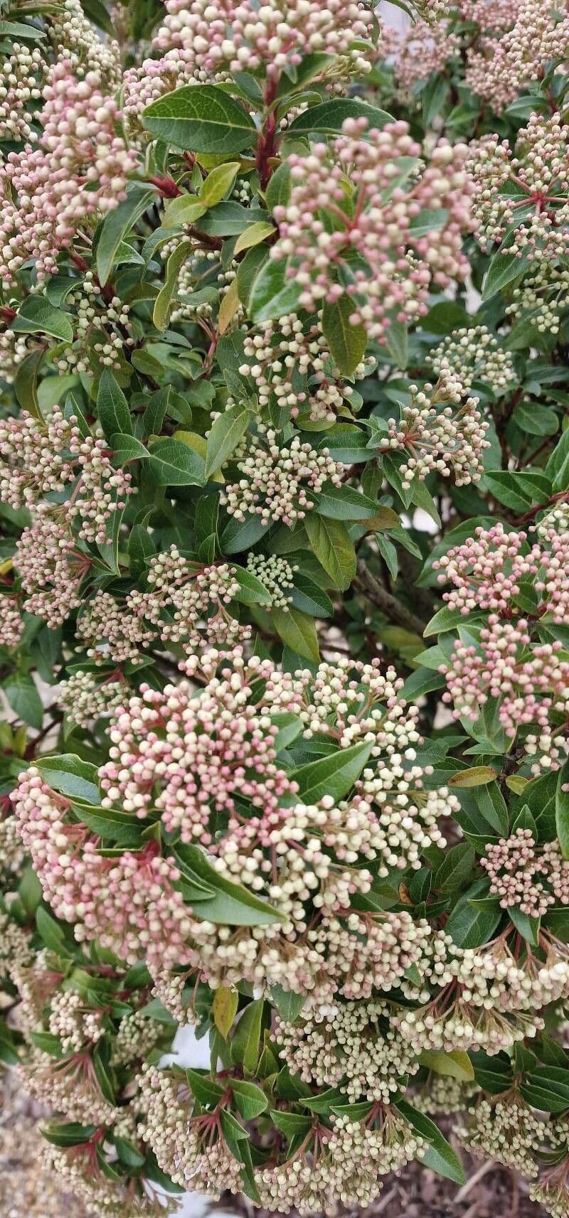 Viburnum nudum