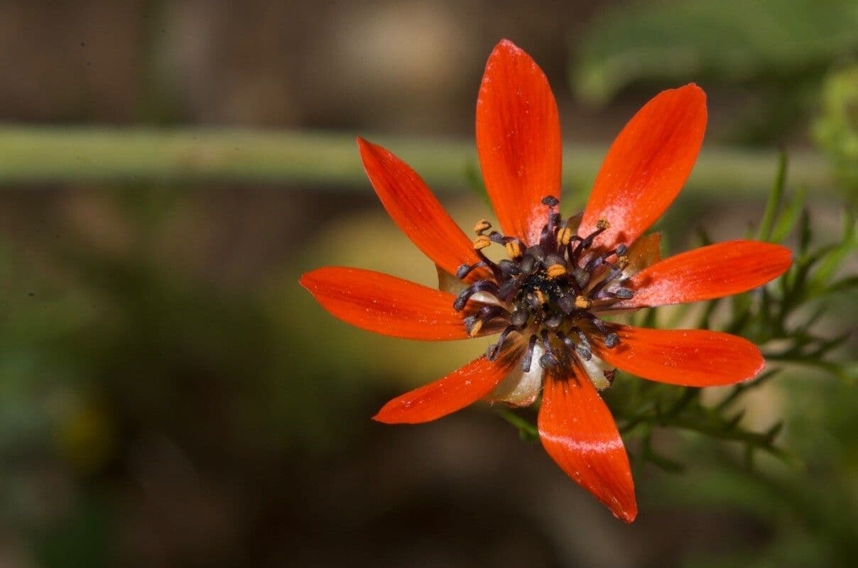 Adonis flammea