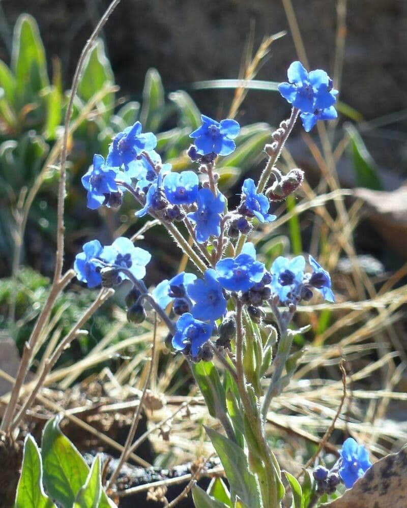 Cynoglossum amabile