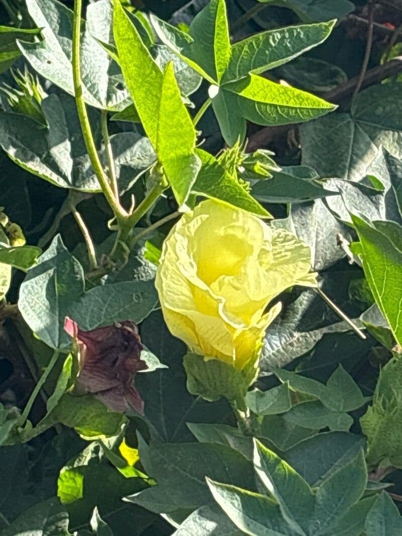 Gossypium arboreum