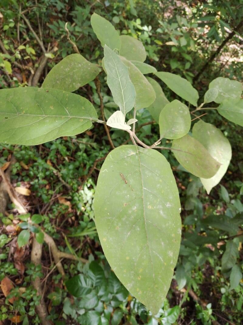 Solanum erianthum