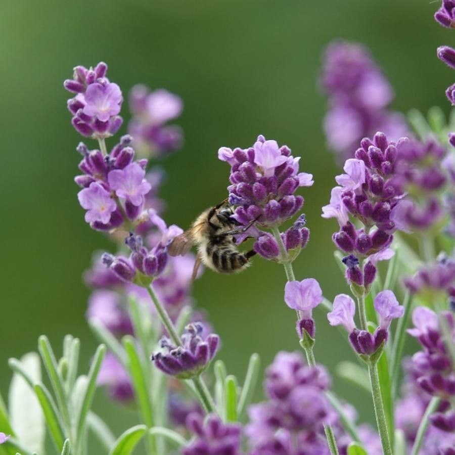 Lavandula angustifolia