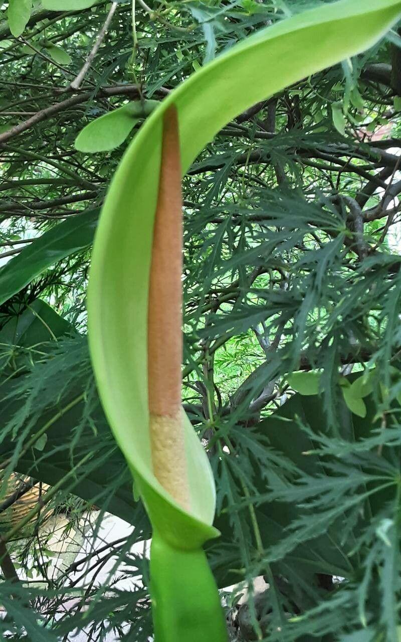 Alocasia macrorrhizos