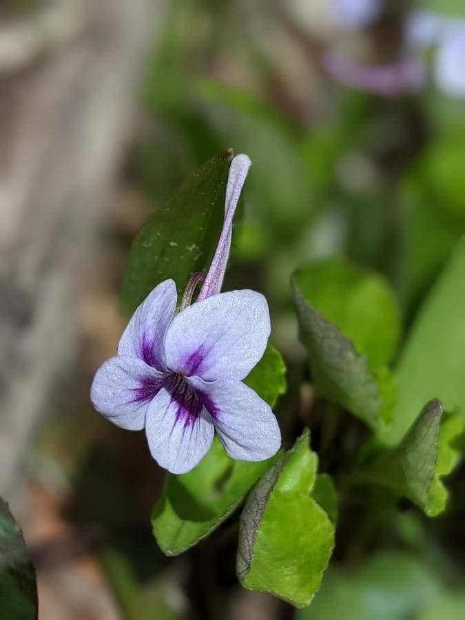 Viola rostrata