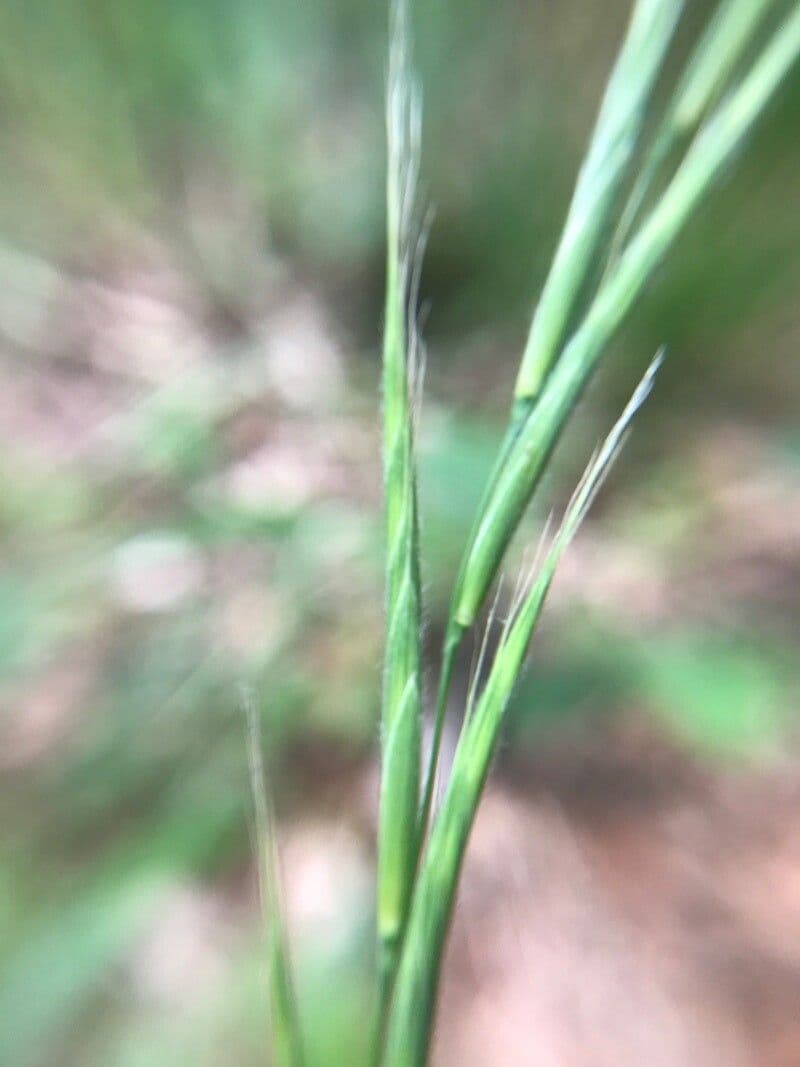 Brachypodium sylvaticum