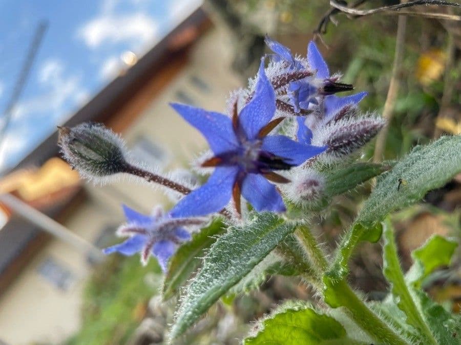 Borago officinalis