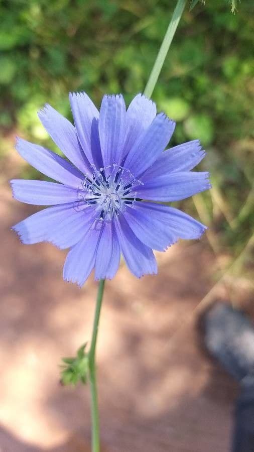 Cichorium endivia