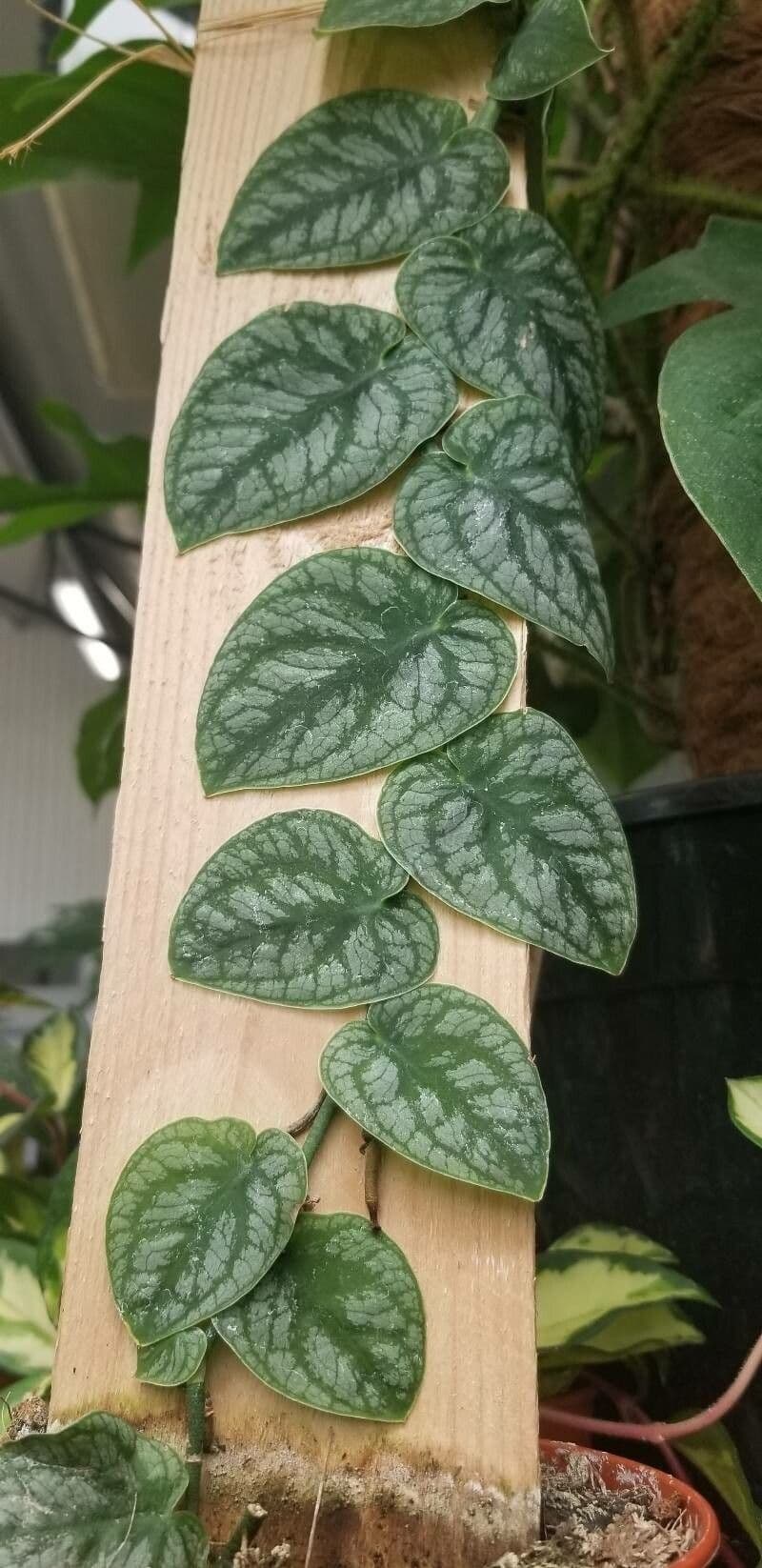 Monstera dubia