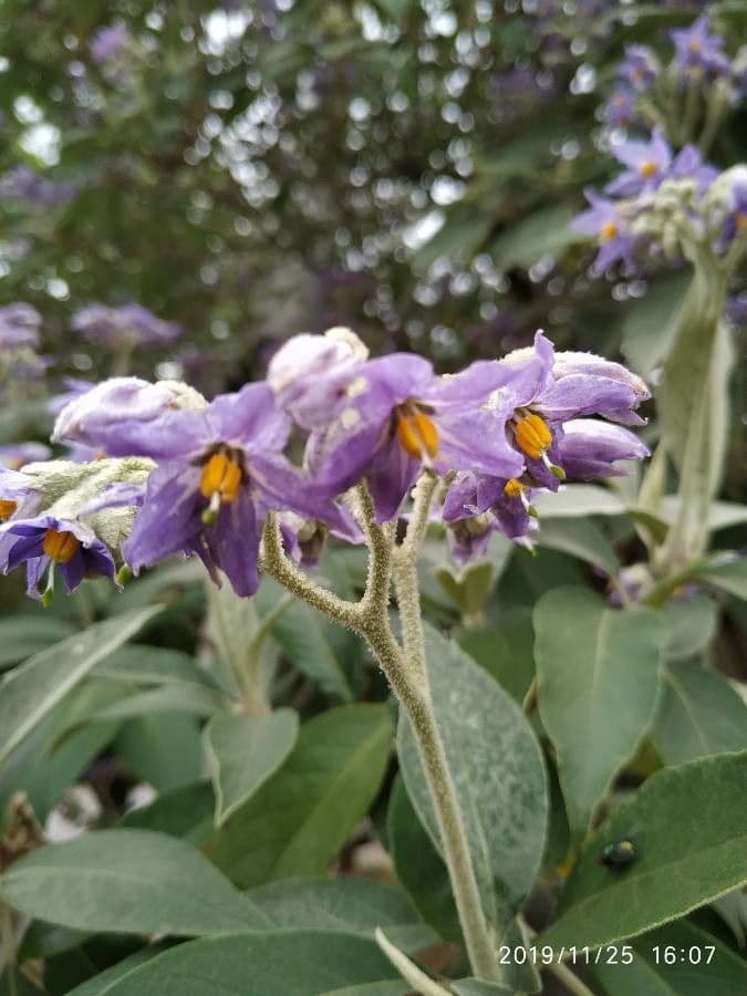Solanum marginatum