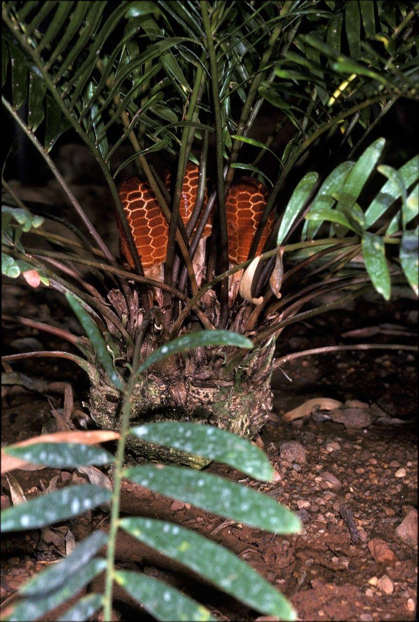 Zamia pumila