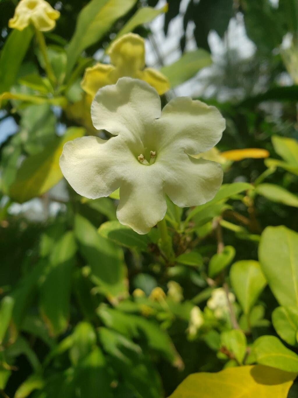 Brunfelsia americana